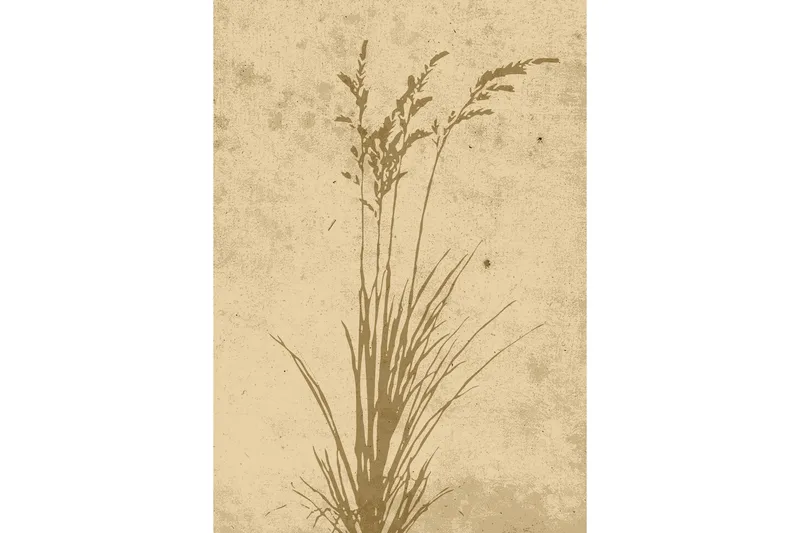 Juliste Plant art 70x100 cm, Beige