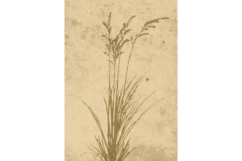 Juliste Plant art 21x30 cm, Beige