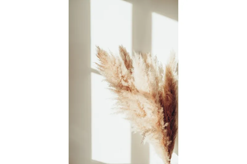 Juliste Pampas 50x70 cm, Beige