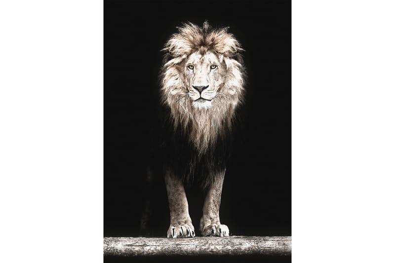 Majestic Lion In Black Kuva Beige/Harmaa/Musta - 50x70 cm - Eläin juliste - Juliste