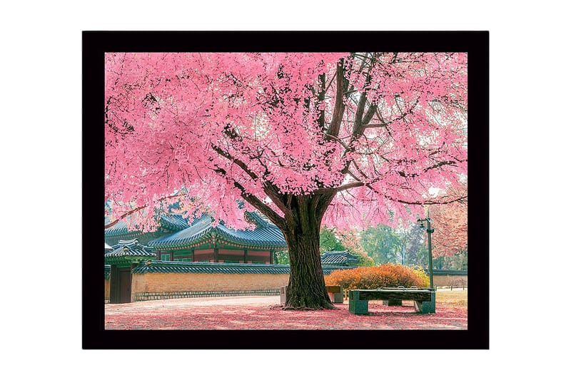 Kehystetty puutaulu canvasille - 41x56 cm - Kukkivia kirsikkapuita kauniissa puistoympäristössä, Vaaleanpunainen / Vihreä / Ruskea