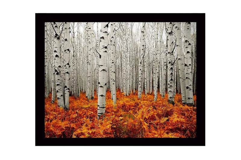 Kehystetty puutaulu canvasille - 41x56 cm - Syysmetsä koivujen ja kultaisten saniaisten kanssa - Valkoinen / Oranssi - Sisustustuotteet - Taulu & taide