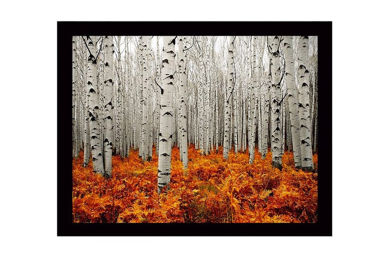 Kehystetty puutaulu canvasille - 41x56 cm - Syysmetsä koivujen ja kultaisten saniaisten kanssa, Valkoinen / Oranssi