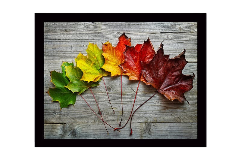Kehystetty puutaulu canvasille - 41x56 cm - Värikkäät syksyn lehdet rivissä, Vihreä / Keltainen / Punainen