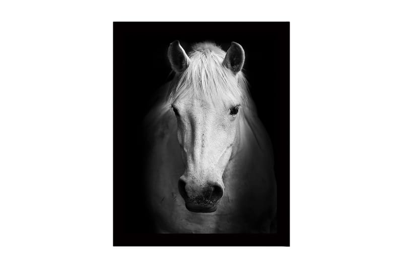 Kehystetty puukangas - 41x56 cm - Valkoisen hevosen muotokuva vahvoilla kontrasteilla, Valkoinen / Musta