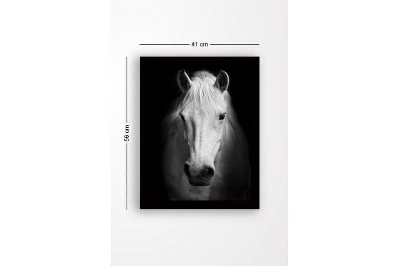 Kehystetty puukangas - 41x56 cm - Valkoisen hevosen muotokuva vahvoilla kontrasteilla - Valkoinen / Musta - Sisustustuotteet - Taulu & taide