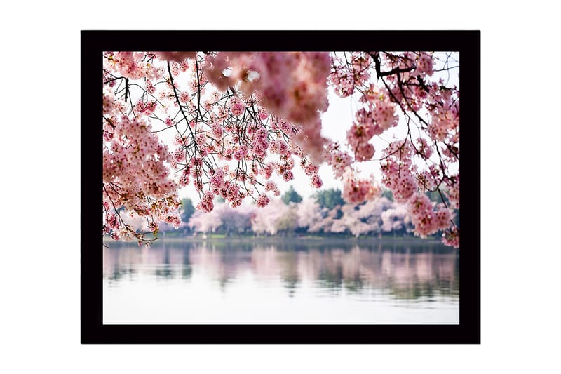 Kehystetty puutaulu canvasille - 41x56 cm - Kukkivia kirsikkapuita peilimäisen järven rannalla - Vaaleanpunainen / Vihreä / Sininen - Sisustustuotteet - Taulu & taide
