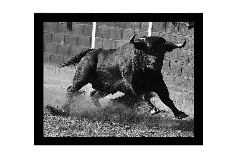 Kehystetty puucanvas - 41x56 cm - Voimakas härkä liikkeessä, Musta / Harmaa