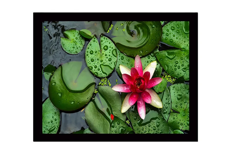 Kehystetty puinen canvas-taulu - 41x56 cm - Kaunis lumpeenlehti kelluu tyynellä veden pinnalla vihreiden lumpeenlehtien ympäröimänä, Vihreä / Vaaleanpunainen