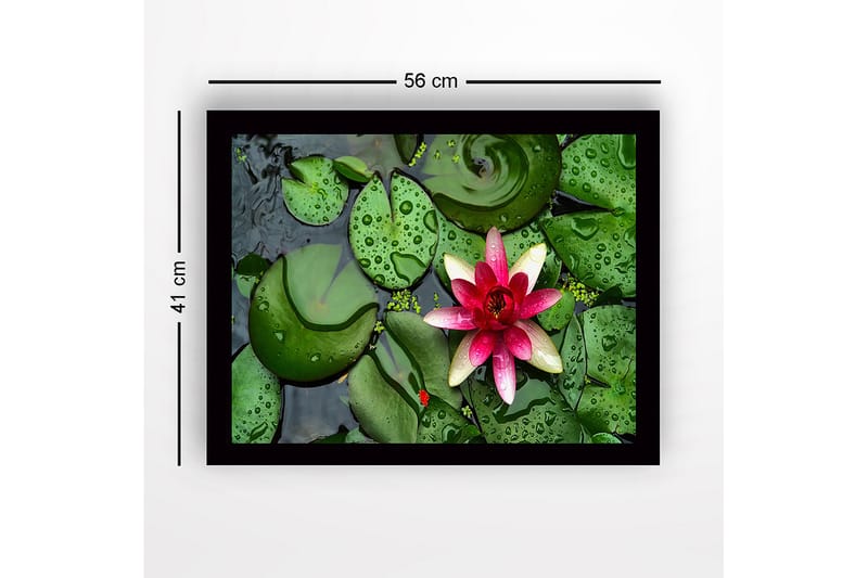 Kehystetty puinen canvas-taulu - 41x56 cm - Kaunis lumpeenlehti kelluu tyynellä veden pinnalla vihreiden lumpeenlehtien ympäröimänä - Vihreä / Vaaleanpunainen - Sisustustuotteet - Taulu & taide