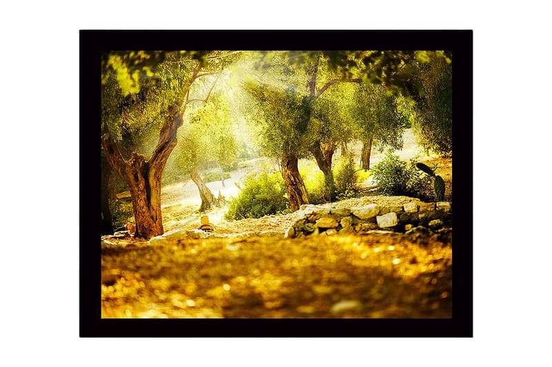 Kehystetty puutaulu canvasille - 41x56 cm - Aurinkoinen metsä oliivipuiden kanssa, Vihreä / Kulta / Ruskea