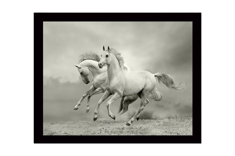 Kehystetty puutaulu canvasille - 41x56 cm - Kaksi valkoista hevosta laukkaa eteenpäin dramaattisessa ympäristössä, Valkoinen / Harmaa