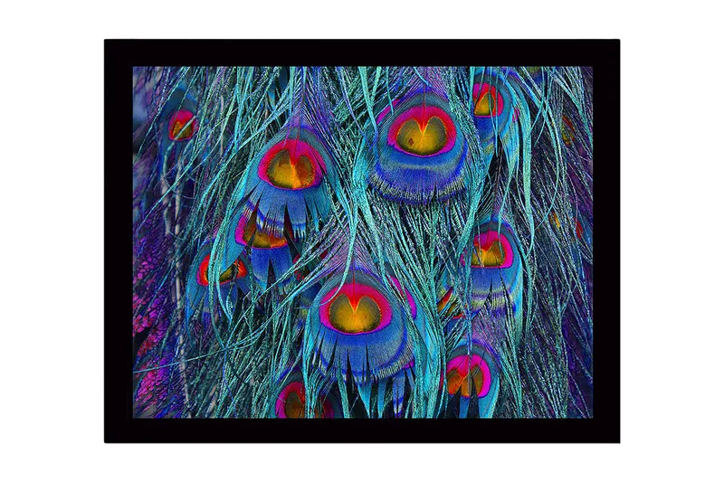 Kehystetty puukangas - 41x56 cm - Värikkäät riikinkukon höyhenet abstraktissa sommitelmassa, Turkoosi / Violetti / Kulta