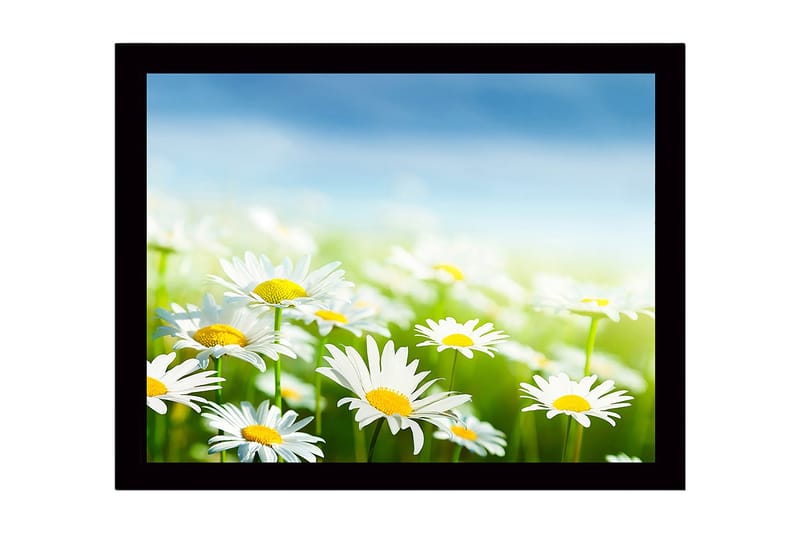 Kehystetty puutaulu canvasille - 41x56 cm - Värikäs niitty kukkivien päivänkakkaroiden kera, Valkoinen / Keltainen / Vihreä