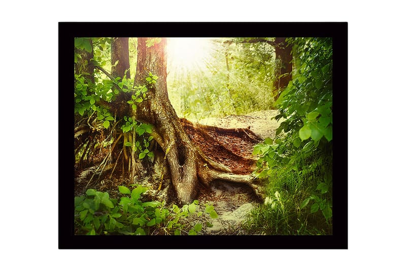 Kehystetty puutaulu canvas-taululla - 41x56 cm - Rehevä metsä, jossa on suuri puunjuuri ja auringonsäteet siivilöityvät lehtien läpi, Vihreä / Ruskea / Keltainen