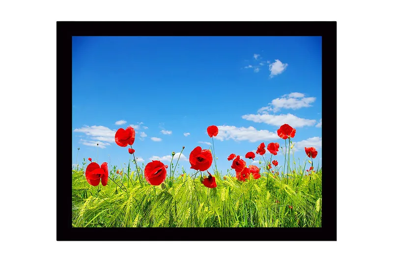 Kehystetty puutaulu canvasille - 41x56 cm - Punaisia unikkoja vihreällä niityllä kirkkaan sinisen taivaan alla, Punainen / Vihreä / Sininen