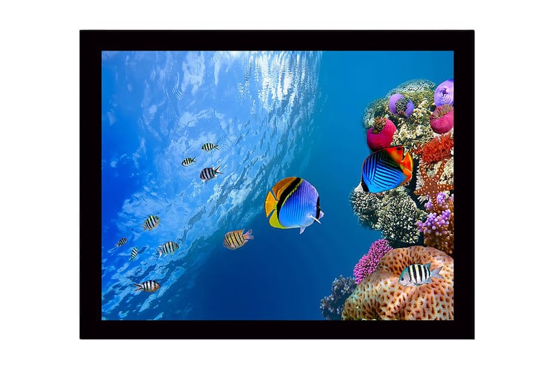 Kehystetty puinen canvas-taulu - 41x56 cm - Värikäs vedenalainen kohtaus koralliriutalla ja uivilla kaloilla, Sininen / Oranssi / Vaaleanpunainen