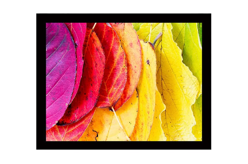 Kehystetty puutaulu canvasille - 41x56 cm - Värikkäät syksyn lehdet eri sävyissä, Vaaleanpunainen / Punainen / Keltainen