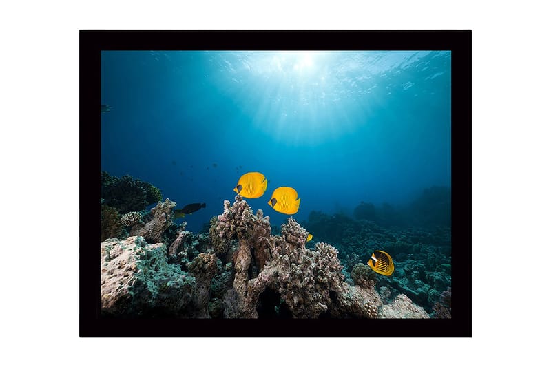 Kehystetty puutaulu canvasille - 41x56 cm - Värikkäitä kaloja koralliriuttojen keskellä, Keltainen / Sininen / Harmaa