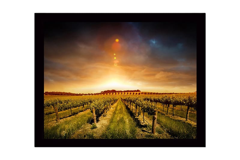 Kehystetty puutaulu canvasille - 41x56 cm - Kaunis viinitarha kultaisen auringonlaskun alla, Kulta / Vihreä / Ruskea