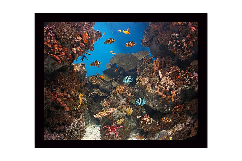 Kehystetty puinen canvas-taulu - 41x56 cm - Värikäs vedenalainen kohtaus koralliriutalla ja uivilla kaloilla, Sininen / Oranssi / Vihreä