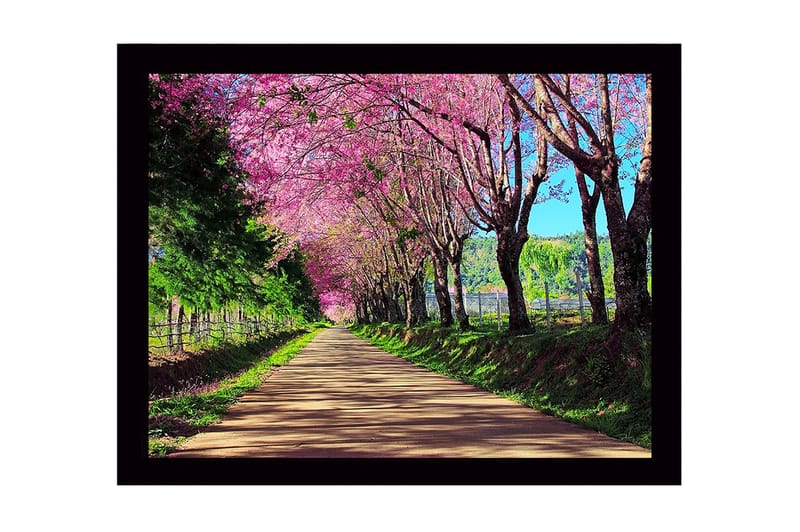 Kehystetty puutaulu canvasille - 41x56 cm - Kaunis katu kukkivien kirsikkapuiden kanssa vaaleanpunaisissa sävyissä, Vaaleanpunainen / Vihreä / Ruskea