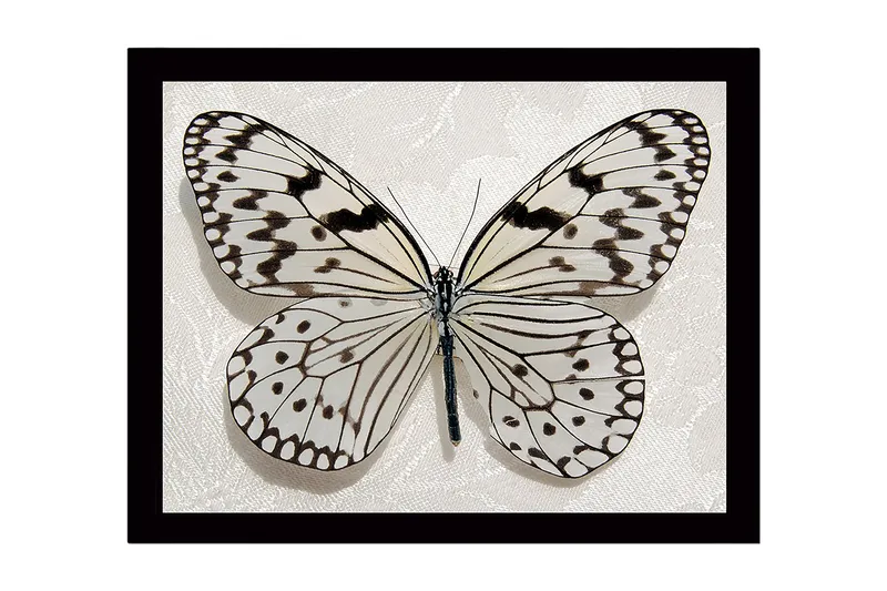 Kehystetty puutaulu canvasille - 41x56 cm - Kaunis perhonen yksityiskohtaisilla mustavalkoinen kuvioilla, Valkoinen / Musta