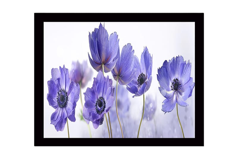 Kehystetty puutaulu canvasille - 41x56 cm - Violetit kukat harmonisessa sommitelmassa, Violetti / Musta / Valkoinen