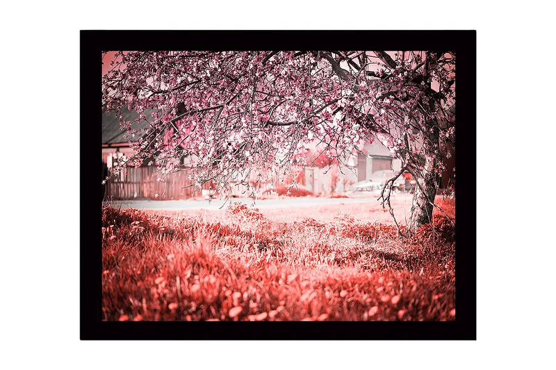 Kehystetty puutaulu canvasille - 41x56 cm - Kukkivia kirsikkapuita unenomaisessa maisemassa, Vaaleanpunainen / Vihreä / Valkoinen