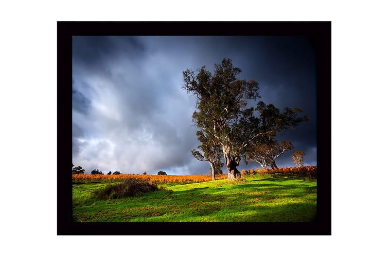 Kehystetty puukangas - 41x56 cm - Majesteettinen tammi dramaattisessa maisemassa, Tummanvihreä / Harmaa / Oranssi