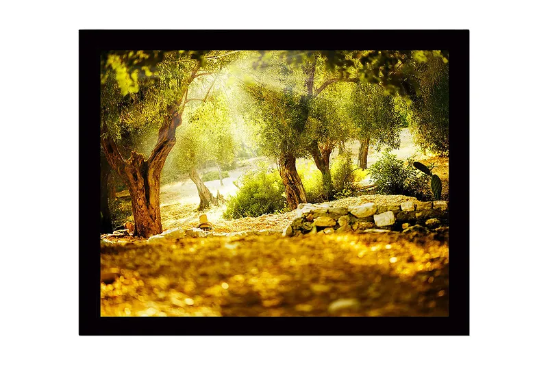 Kehystetty puutaulu canvasille - 41x56 cm - Aurinkoinen metsä oliivipuiden kanssa - Vihreä / Kulta / Ruskea - Sisustustuotteet - Taulu & taide