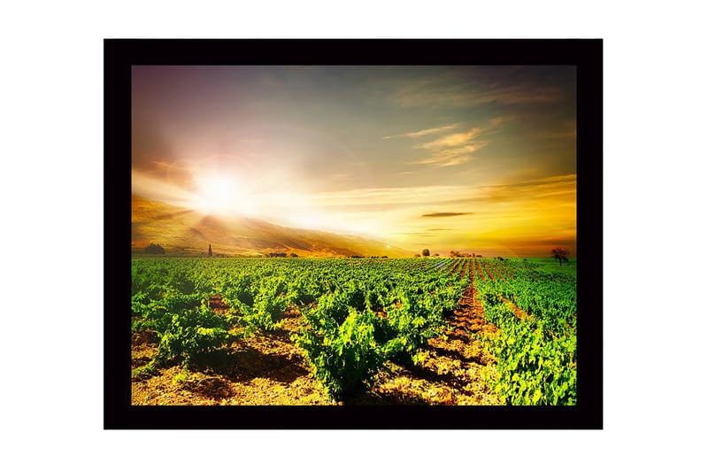 Kehystetty puucanvas - 41x56 cm - Kaunis viinitarha auringonnousun aikaan, Vihreä / Keltainen / Oranssi