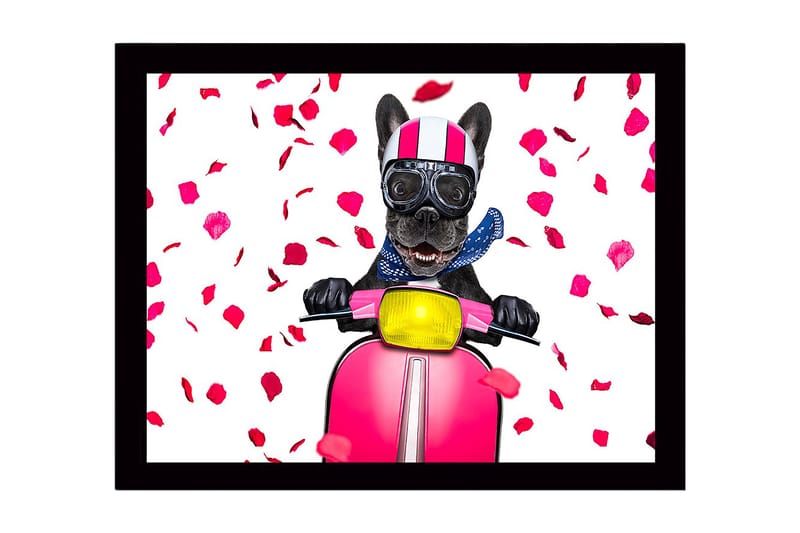 Kehystetty puutaulu canvasille - 41x56 cm - Koira skootterilla ruusun terälehtirusetilla, Vaaleanpunainen / Musta / Keltainen