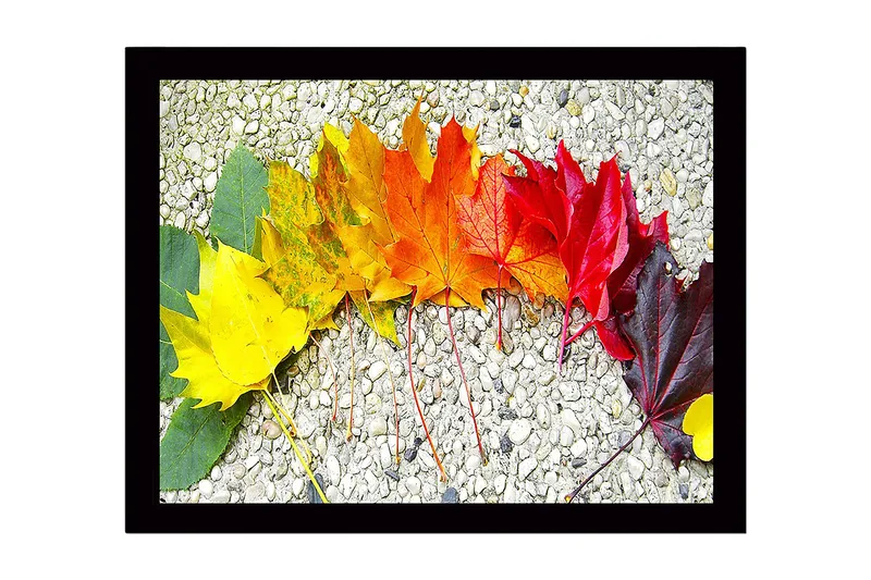 Kehystetty puutaulu canvasille - 41x56 cm - Värikäs rivi syksyn lehtiä eri sävyissä, Keltainen / Oranssi / Punainen
