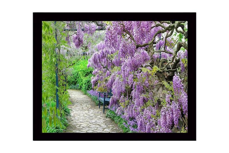 Kehystetty puutaulu canvasille - 41x56 cm - Rehevä kävelytie kukkivalla wisterialla violetin sävyissä, Violetti / Vihreä