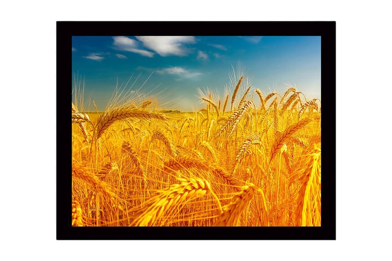 Kehystetty puinen canvas-taulu - 41x56 cm - Kultaiset vehnäpellot kirkkaan taivaan alla, Kulta / Sininen / Vihreä