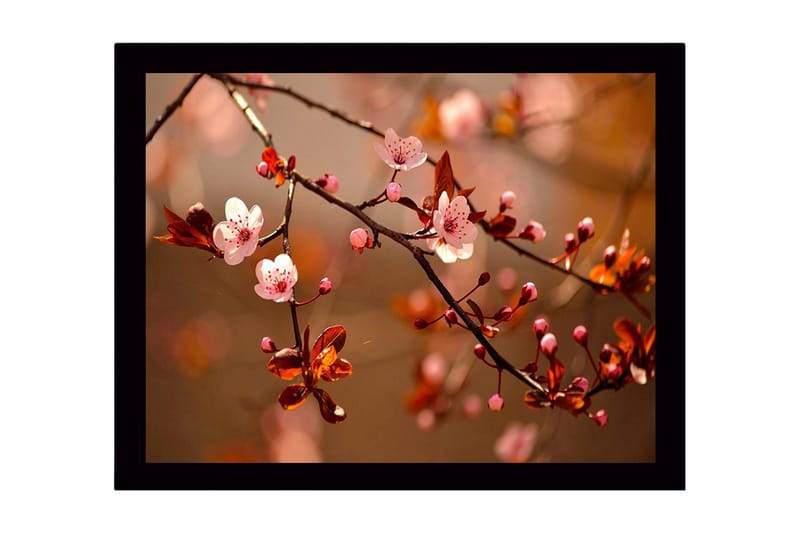 Kehystetty puucanvas - 41x56 cm - Kukkivat kirsikanoksat pehmeissä sävyissä, Vaaleanpunainen / Ruskea / Vihreä