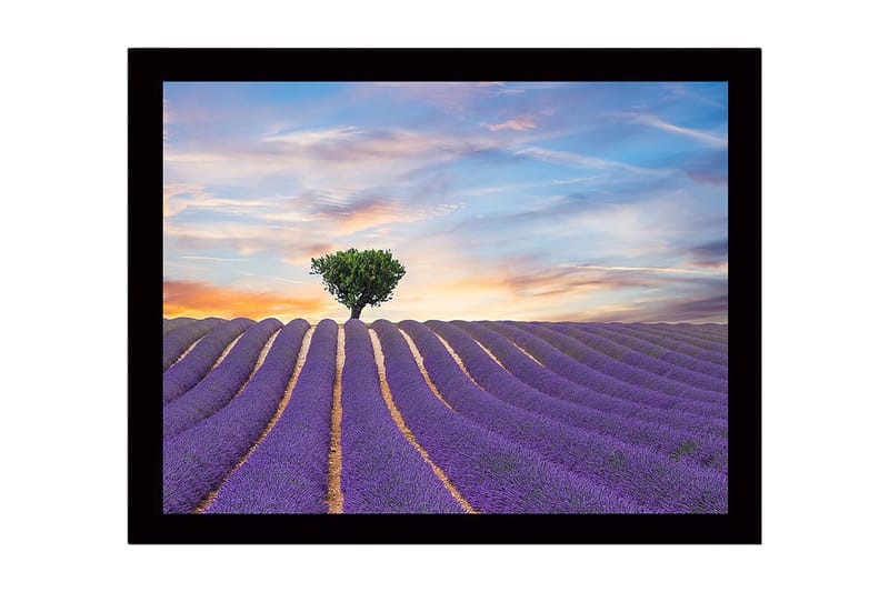 Kehystetty puutaulu canvasille - 41x56 cm - Laventelipelto yksinäisen puunlatvuksen kanssa horisontissa, Violetti / Vihreä / Beige