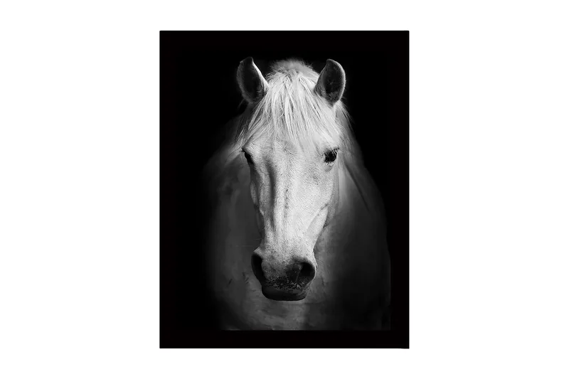 Kehystetty puukangas - 41x56 cm - Valkoisen hevosen muotokuva vahvoilla kontrasteilla, Valkoinen / Musta