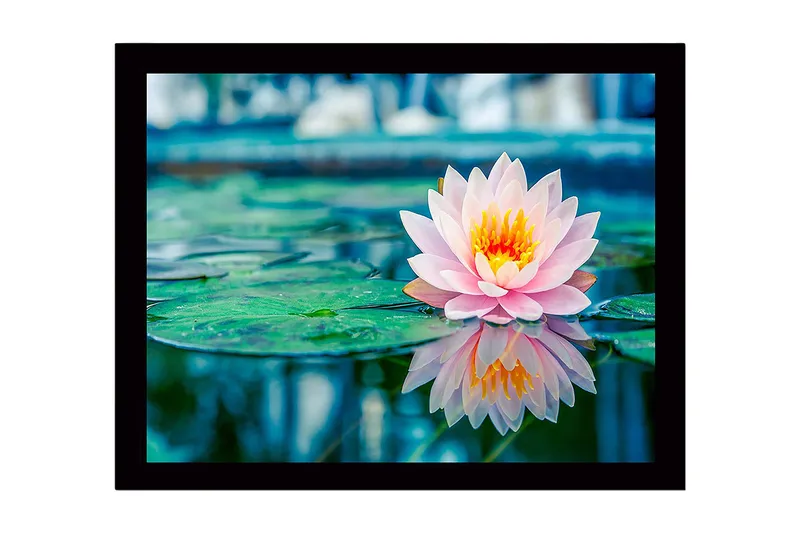 Kehystetty puutaulu canvasille - 41x56 cm - Kaunis lumpeenlehti kelluu peilimäisellä pinnalla, Vaaleanpunainen / Vihreä / Keltainen