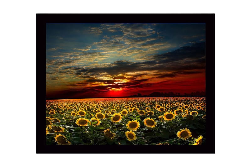 Kehystetty puutaulu canvasille - 41x56 cm - Auringonkukkapelto värikkään auringonlaskun alla, Keltainen / Oranssi / Sininen