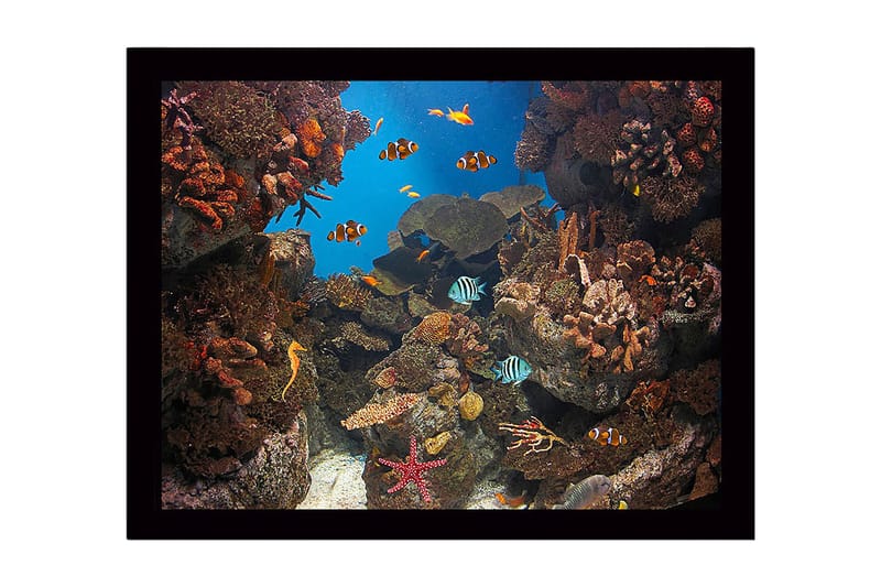 Kehystetty puinen canvas-taulu - 41x56 cm - Värikäs vedenalainen kohtaus koralliriutalla ja uivilla kaloilla, Sininen / Oranssi / Vihreä