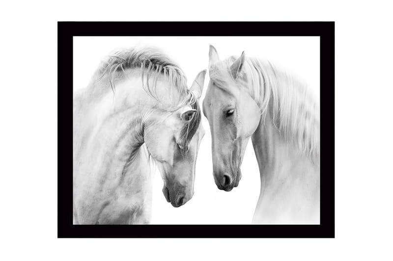 Kehystetty puinen canvas-taulu - 41x56 cm - Kaksi majesteettista hevosta nojaamassa päätään toisiaan kohti, Valkoinen / Harmaa
