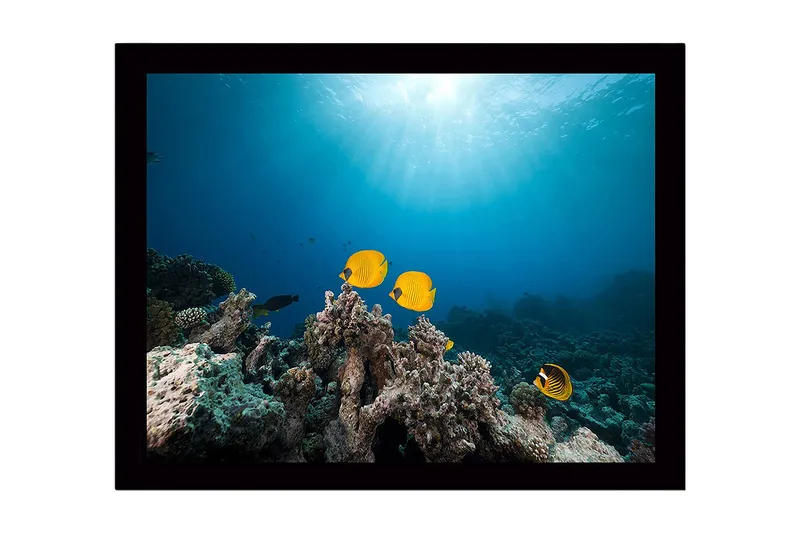 Kehystetty puutaulu canvasille - 41x56 cm - Värikkäitä kaloja koralliriuttojen keskellä, Keltainen / Sininen / Harmaa