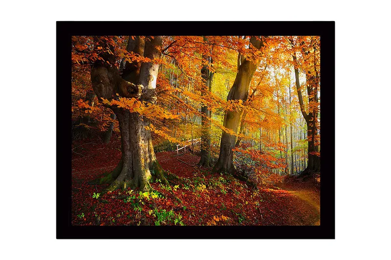 Kehystetty puutaulu canvasille - 41x56 cm - Värikäs syysmetsä kultaisilla ja oransseilla lehdillä, Oranssi / Keltainen / Vihreä