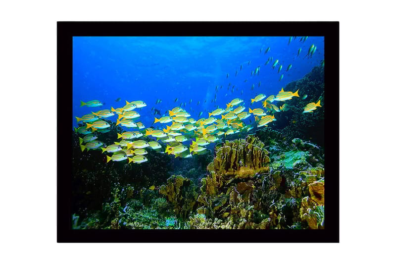 Kehystetty puutaulu - 41x56 cm - Parvi värikkäitä kaloja koralliriutalla, Sininen / Keltainen / Vihreä