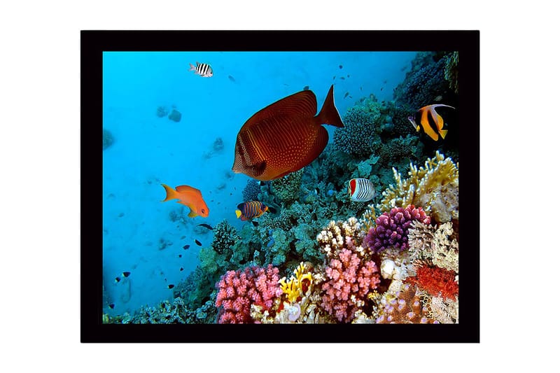 Kehystetty puutaulu canvasille - 41x56 cm - Värikäs vedenalainen maisema koralliriutalla ja trooppisilla kaloilla, Sininen / Oranssi / Vaaleanpunainen