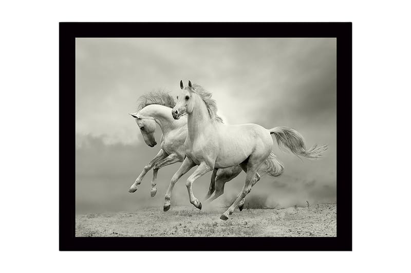 Kehystetty puutaulu canvasille - 41x56 cm - Kaksi valkoista hevosta laukkaa eteenpäin dramaattisessa ympäristössä, Valkoinen / Harmaa