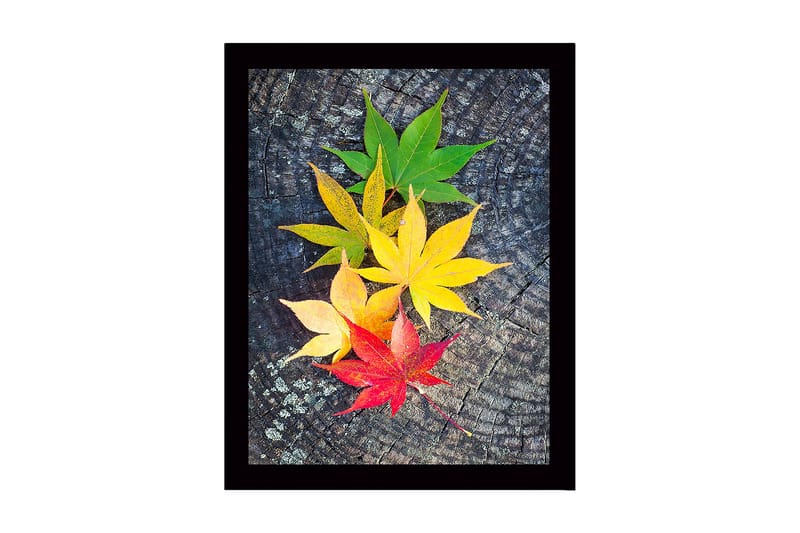 Koristeellinen Kehystetty MDF-maalaus, Monivärinen