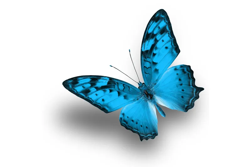 Taulu Blue Butterfly, 30x30 cm